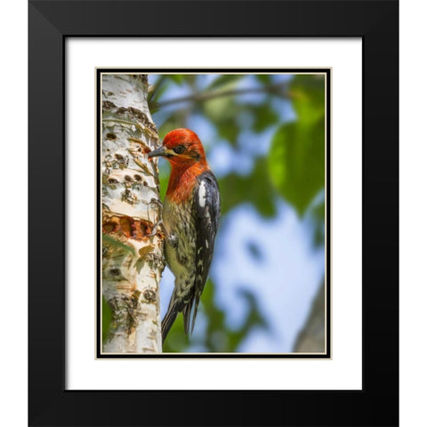 Washington, Seabeck Red-breasted sapsucker Black Modern Wood Framed Art Print with Double Matting by Paulson, Don