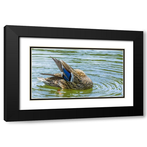 Washington, Seabeck Mallard duck preening Black Modern Wood Framed Art Print with Double Matting by Paulson, Don