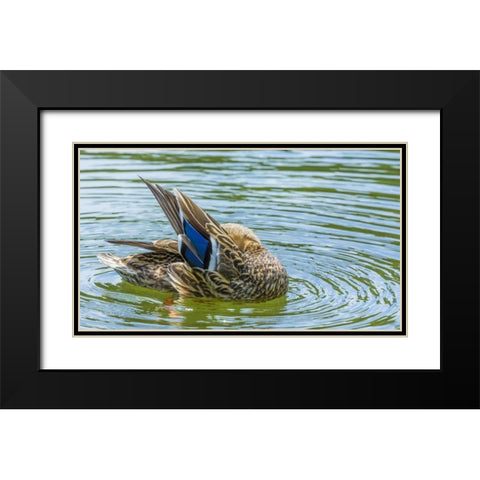 Washington, Seabeck Mallard duck preening Black Modern Wood Framed Art Print with Double Matting by Paulson, Don