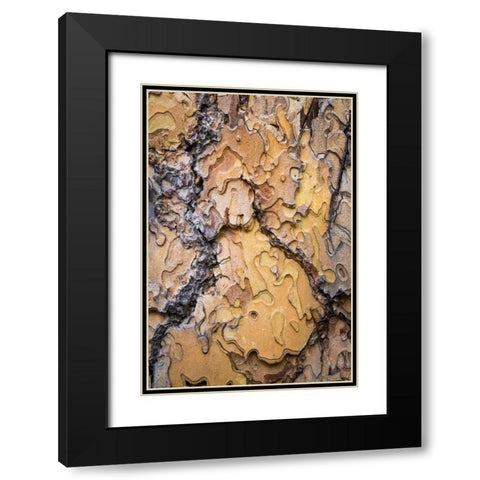 Washington, Wenatchee NF Ponderosa pine bark Black Modern Wood Framed Art Print with Double Matting by Paulson, Don