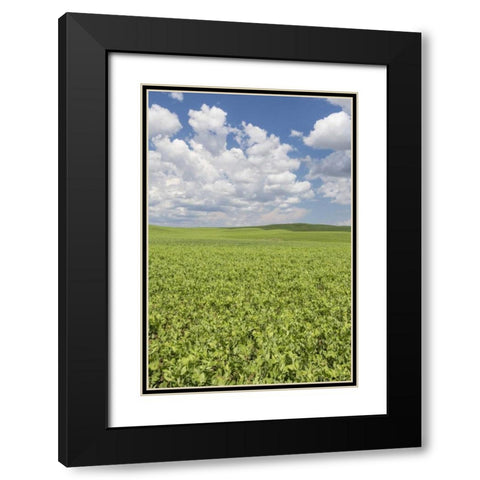 Washington, Palouse Hills Field of spring peas Black Modern Wood Framed Art Print with Double Matting by Paulson, Don