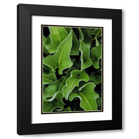 WA, Palouse Hills Arrowleaf balsamroot plant Black Modern Wood Framed Art Print with Double Matting by Paulson, Don