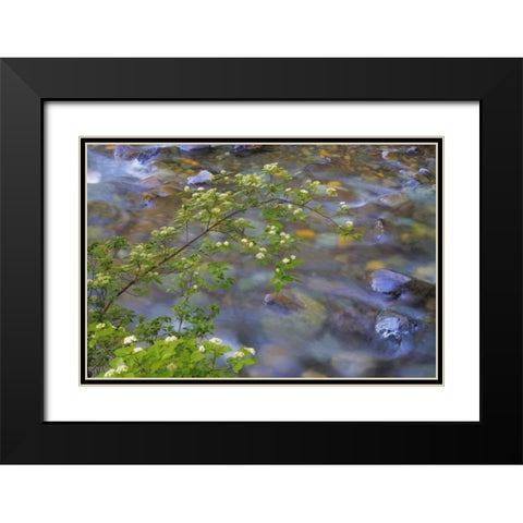 Washington Red osier dogwood over Teanaway River Black Modern Wood Framed Art Print with Double Matting by Paulson, Don