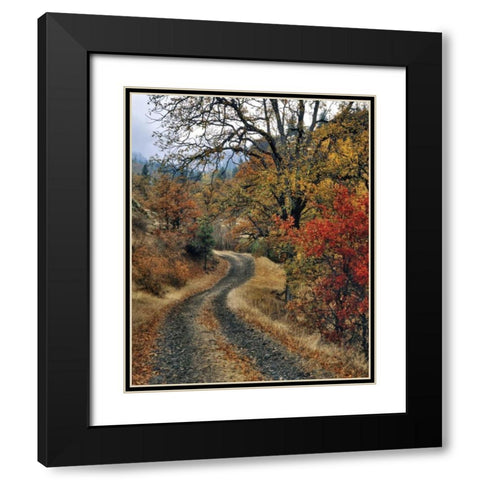 WA, Columbia Gorge NSA Road and autumn oaks Black Modern Wood Framed Art Print with Double Matting by Terrill, Steve