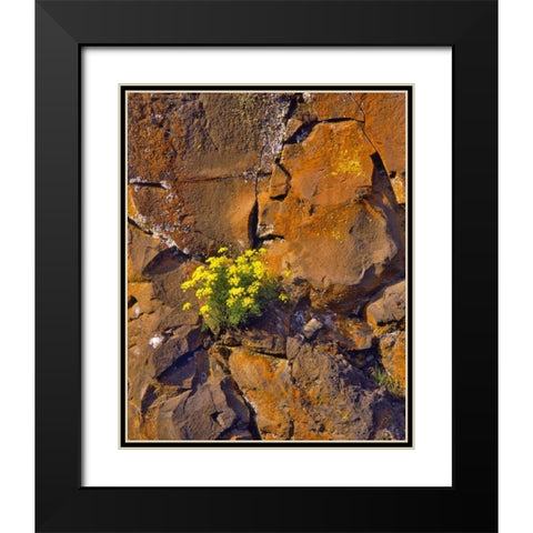 USA, Washington Lomatium flowers on basalt rocks Black Modern Wood Framed Art Print with Double Matting by Terrill, Steve