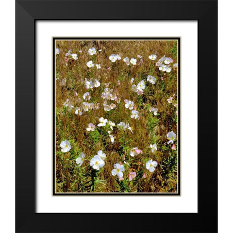 WA, Klickitat Co, Wild primrose in field Black Modern Wood Framed Art Print with Double Matting by Terrill, Steve