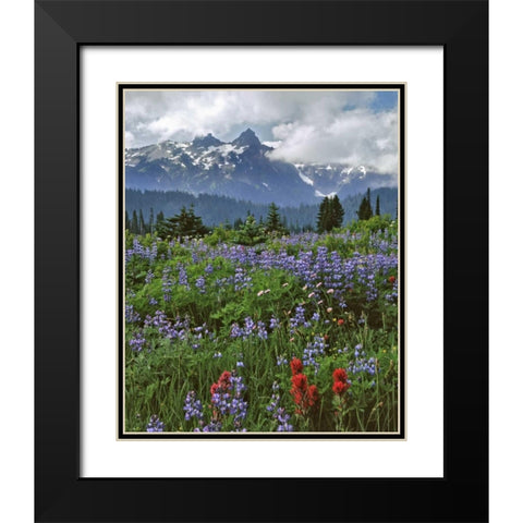 WA, Mount Rainier NP Lupine and paintbrush Black Modern Wood Framed Art Print with Double Matting by Terrill, Steve