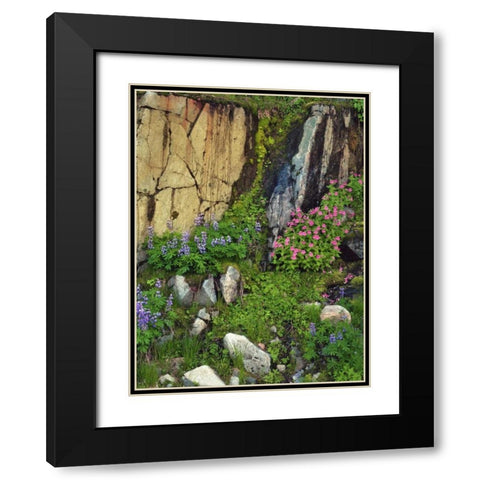 WA, Mount Rainier NP Lupine and monkey flower Black Modern Wood Framed Art Print with Double Matting by Terrill, Steve