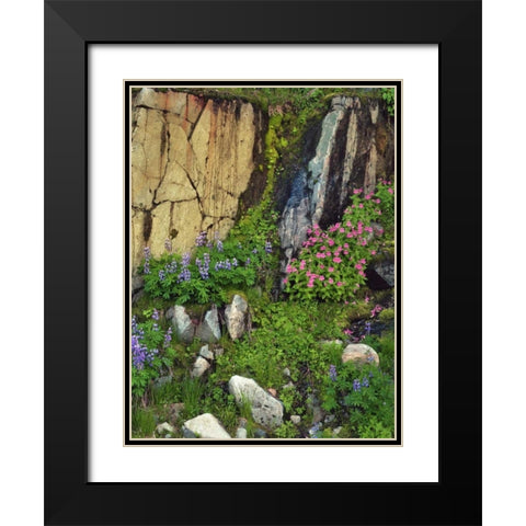WA, Mount Rainier NP Lupine and monkey flower Black Modern Wood Framed Art Print with Double Matting by Terrill, Steve