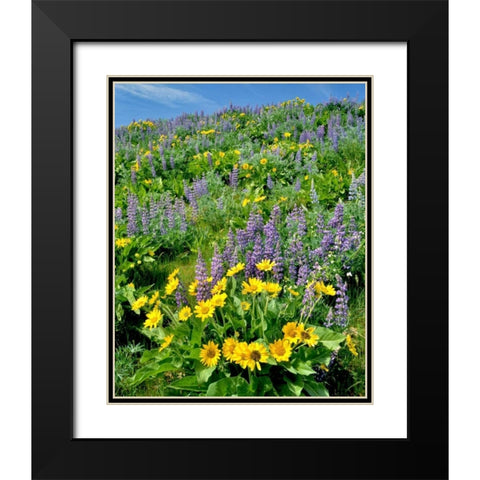 WA, Balsamroot and lupine in Columbia Gorge NSA Black Modern Wood Framed Art Print with Double Matting by Terrill, Steve