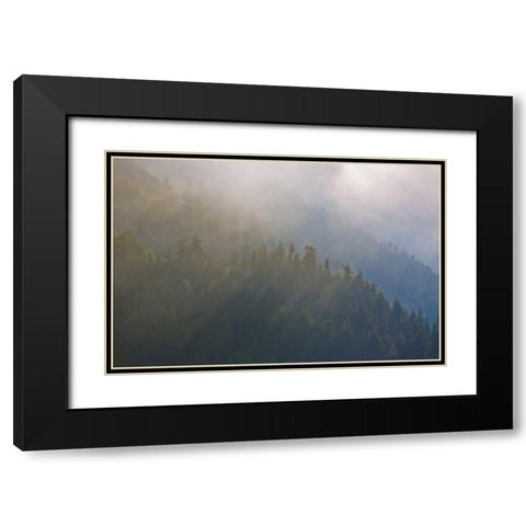 WA, Maple Grove Coastal forest in morning fog Black Modern Wood Framed Art Print with Double Matting by Delisle, Gilles