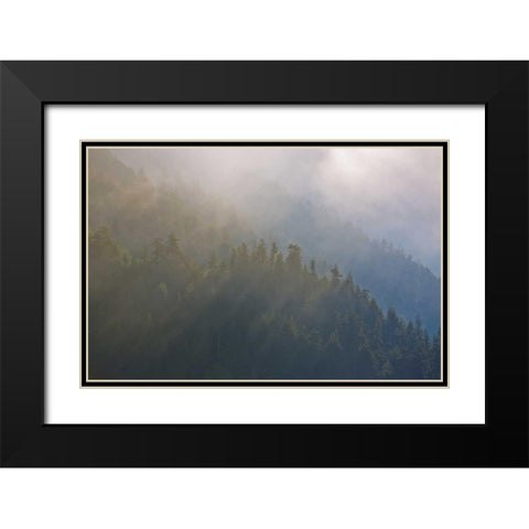 WA, Maple Grove Coastal forest in morning fog Black Modern Wood Framed Art Print with Double Matting by Delisle, Gilles