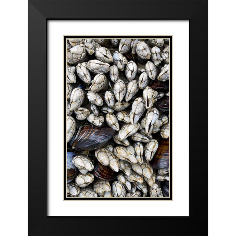 WA, Olympic NP Gooseneck barnacles and clams Black Modern Wood Framed Art Print with Double Matting by Delisle, Gilles