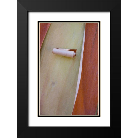 Washington, Port Townsend Madrone tree bark Black Modern Wood Framed Art Print with Double Matting by Delisle, Gilles