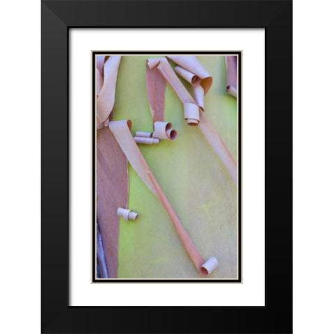 Washington, Port Townsend Madrone tree bark Black Modern Wood Framed Art Print with Double Matting by Delisle, Gilles