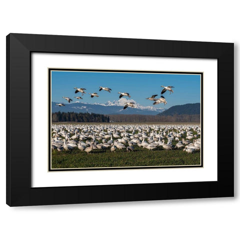 Washington State-Skagit Valley Lesser snow geese flock  Black Modern Wood Framed Art Print with Double Matting by Jaynes Gallery