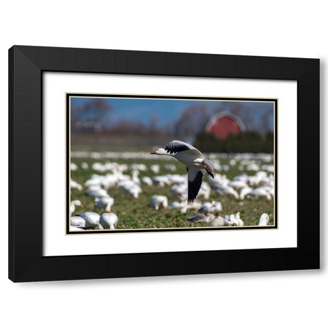 Washington State-Skagit Valley Lesser snow geese flock  Black Modern Wood Framed Art Print with Double Matting by Jaynes Gallery