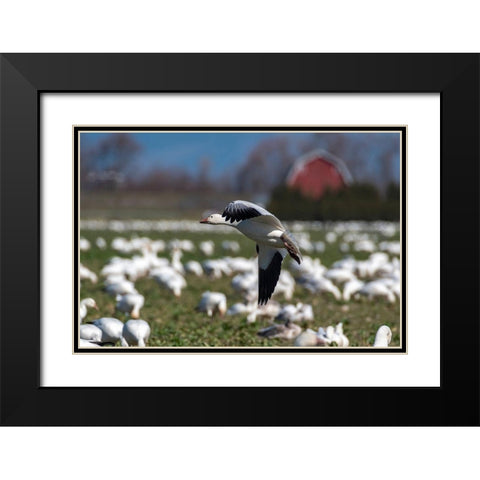 Washington State-Skagit Valley Lesser snow geese flock  Black Modern Wood Framed Art Print with Double Matting by Jaynes Gallery