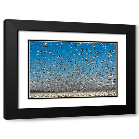 Washington State-Skagit Valley Lesser snow geese flock takeoff  Black Modern Wood Framed Art Print with Double Matting by Jaynes Gallery