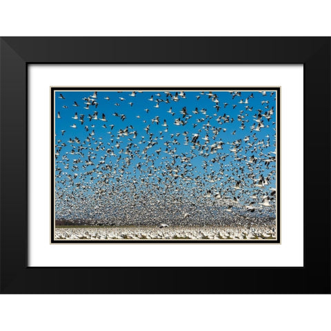 Washington State-Skagit Valley Lesser snow geese flock takeoff  Black Modern Wood Framed Art Print with Double Matting by Jaynes Gallery