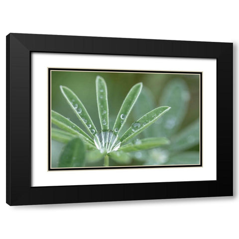 Washington State-Port Townsend Raindrops on lupine at Fort Worden State Park Black Modern Wood Framed Art Print with Double Matting by Jaynes Gallery