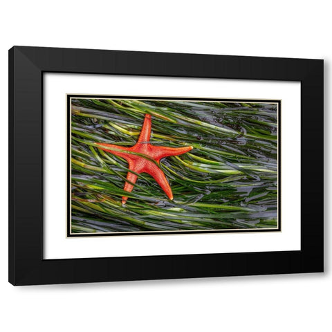 Washington State-Salt Creek Recreation Area Blood star and wet eelgrass Black Modern Wood Framed Art Print with Double Matting by Jaynes Gallery
