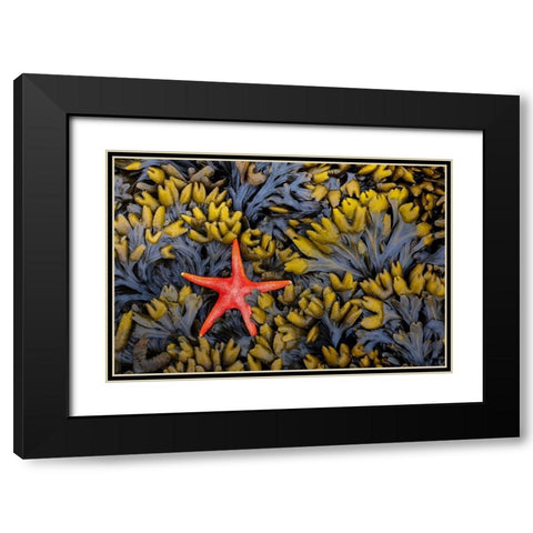 Washington State-Salt Creek Recreation Area Blood star and wet rockweed Black Modern Wood Framed Art Print with Double Matting by Jaynes Gallery