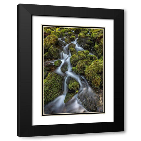 Washington State-Olympic National Park Cedar Creek scenic Black Modern Wood Framed Art Print with Double Matting by Jaynes Gallery