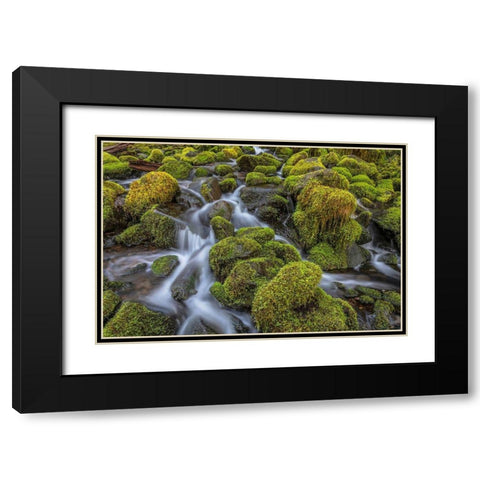 Washington State-Olympic National Park Cedar Creek scenic Black Modern Wood Framed Art Print with Double Matting by Jaynes Gallery