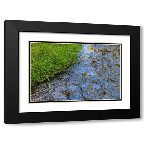 Washington State-Seabeck Grass alongside stream in Guillemot Cove Nature Preserve Black Modern Wood Framed Art Print with Double Matting by Jaynes Gallery