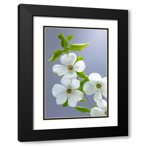 Washington State-Seabeck Pacific dogwood flower close-up Black Modern Wood Framed Art Print with Double Matting by Jaynes Gallery