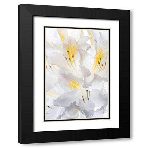 Washington State-Seabeck White Azalea #2 Black Modern Wood Framed Art Print with Double Matting by Jaynes Gallery