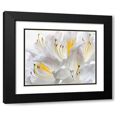 Washington State-Seabeck White Azalea #2 Black Modern Wood Framed Art Print with Double Matting by Jaynes Gallery