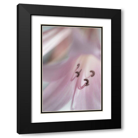 Washington-Seabeck Pale pink lily close-up  Black Modern Wood Framed Art Print with Double Matting by Jaynes Gallery