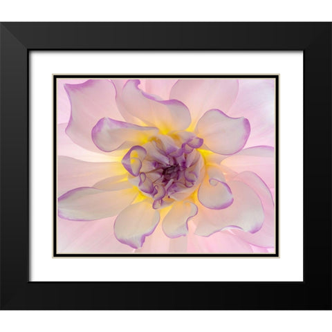 Washington-Seabeck Glowing dahlia flower close-up  Black Modern Wood Framed Art Print with Double Matting by Jaynes Gallery