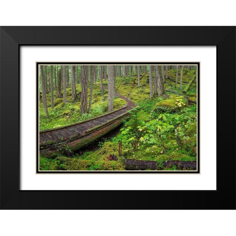 Washington State-Olympic National Forest Panoramic of Lower Dungeness Trail in forest  Black Modern Wood Framed Art Print with Double Matting by Jaynes Gallery