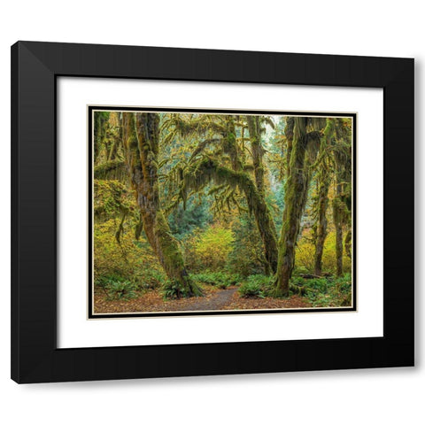 Washington State-Olympic National Park Trail through mossy forest  Black Modern Wood Framed Art Print with Double Matting by Jaynes Gallery