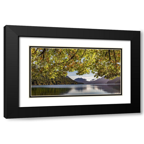 Washington State-Olympic National Park Bigleaf maple tree and lake  Black Modern Wood Framed Art Print with Double Matting by Jaynes Gallery