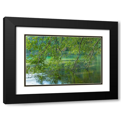 Washington State-Olympic National Park Alder trees overhang lake  Black Modern Wood Framed Art Print with Double Matting by Jaynes Gallery