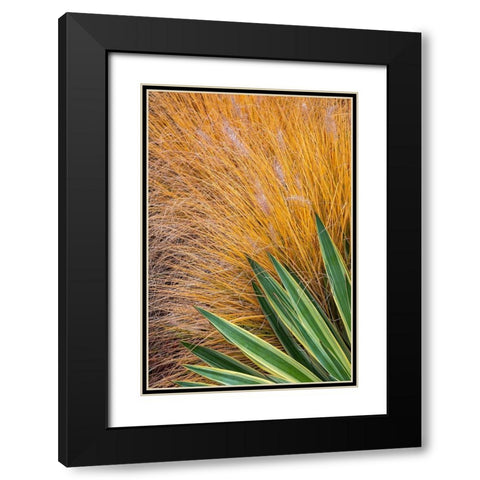 Washington State-Lemolo Close-up of garden plants in autumn  Black Modern Wood Framed Art Print with Double Matting by Jaynes Gallery