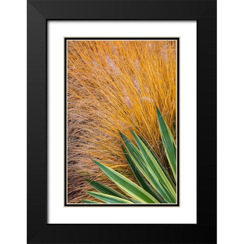 Washington State-Lemolo Close-up of garden plants in autumn  Black Modern Wood Framed Art Print with Double Matting by Jaynes Gallery