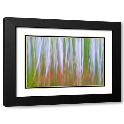 Washington State-Seabeck Young alder grove and bracken ferns in fall  Black Modern Wood Framed Art Print with Double Matting by Jaynes Gallery