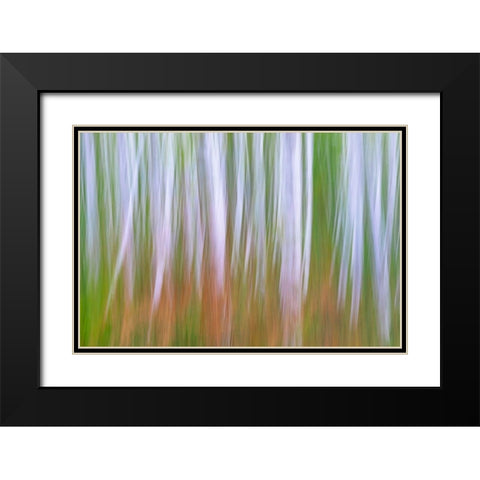 Washington State-Seabeck Young alder grove and bracken ferns in fall  Black Modern Wood Framed Art Print with Double Matting by Jaynes Gallery