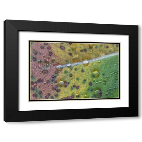 Washington State-Seabeck Rain drops on fallen salal leaf  Black Modern Wood Framed Art Print with Double Matting by Jaynes Gallery