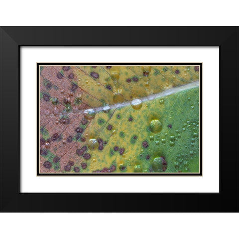 Washington State-Seabeck Rain drops on fallen salal leaf  Black Modern Wood Framed Art Print with Double Matting by Jaynes Gallery