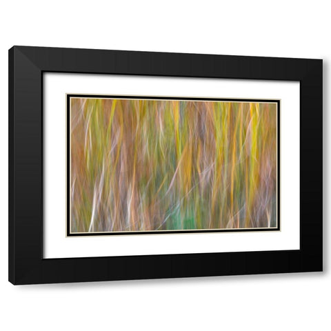 Washington State-Seabeck Abstract of ornamental grasses  Black Modern Wood Framed Art Print with Double Matting by Jaynes Gallery