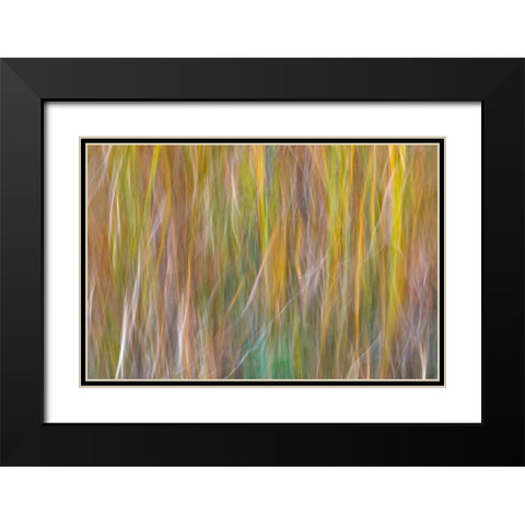 Washington State-Seabeck Abstract of ornamental grasses  Black Modern Wood Framed Art Print with Double Matting by Jaynes Gallery