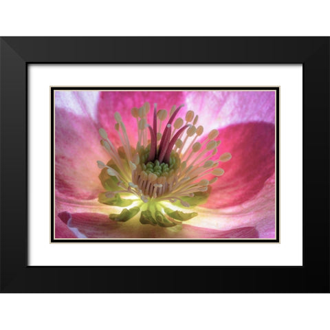 Washington State-Seabeck Hellebore blossom close-up  Black Modern Wood Framed Art Print with Double Matting by Jaynes Gallery