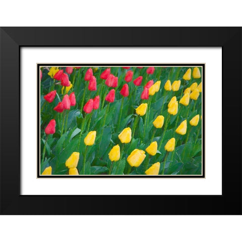 Washington State-Skagit Valley Abstract of tulips and daffodils Black Modern Wood Framed Art Print with Double Matting by Jaynes Gallery