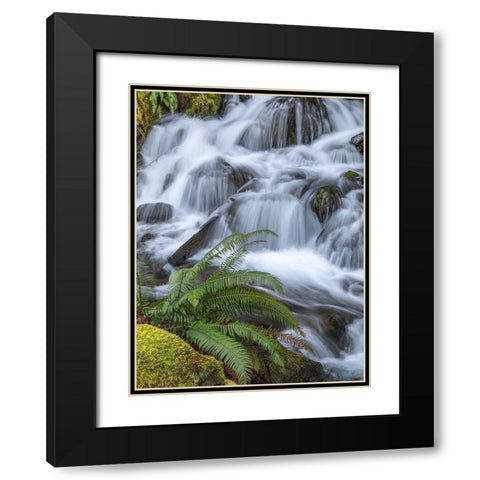 Washington State-Olympic National Forest Sword fern and cascading stream Black Modern Wood Framed Art Print with Double Matting by Jaynes Gallery